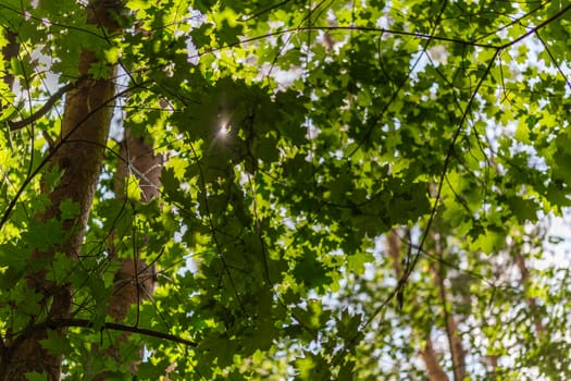 green maple tree leaves sunny summer background with natural bokeh blur.