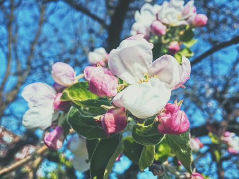 Blooming apple tree flowers in spring as floral background, nature and agriculture