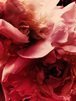 Red peony flower as abstract floral background for holiday branding design