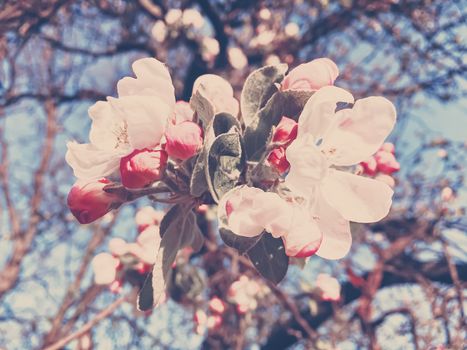 Blooming apple tree flowers in spring as floral background, nature and agriculture