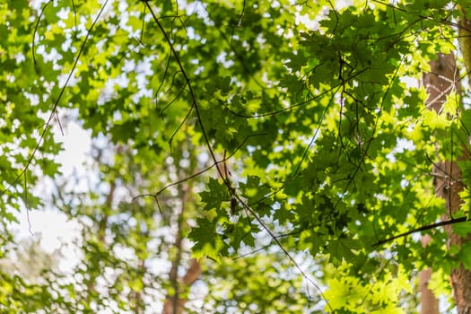 green maple tree leaves sunny summer background with natural bokeh blur.