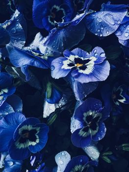 Blue flower on dark background, floral and nature concept