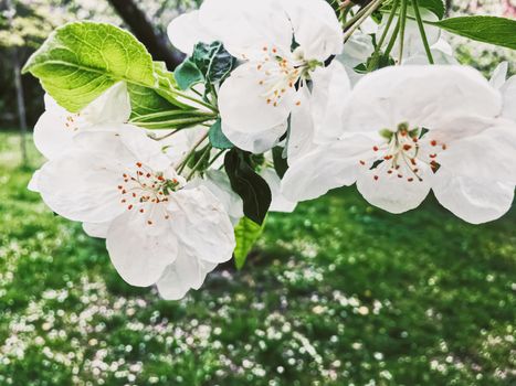 Blooming apple tree flowers in spring garden as beautiful nature landscape, plantation and agriculture scenery