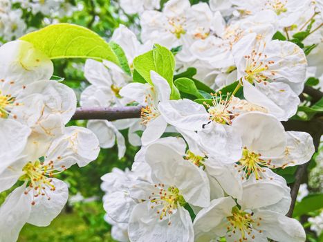 Blooming apple tree flowers in spring garden as beautiful nature landscape, plantation and agriculture scenery