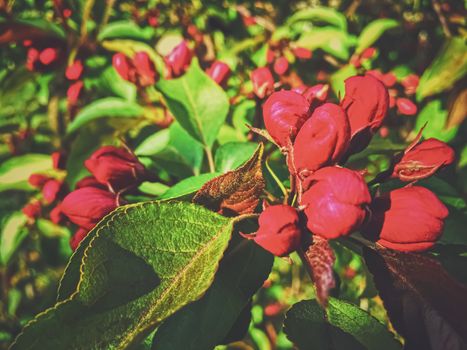 Red berries on tree at sunset in spring, nature and agriculture