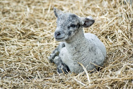 A two week old lamb resting on a bed of straw.