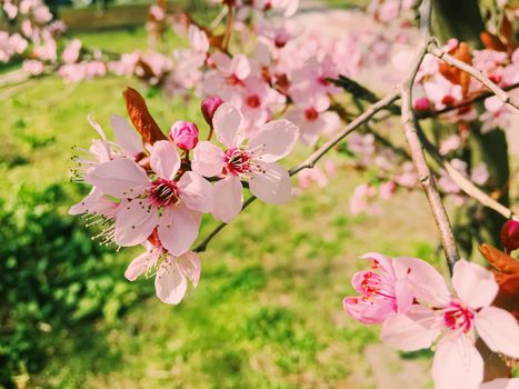 Apple tree flowers bloom, floral blossom in sunny spring