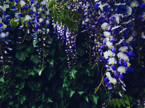 Blue wisteria flowers and leaves in botanical garden as floral background, nature and flowering scenery