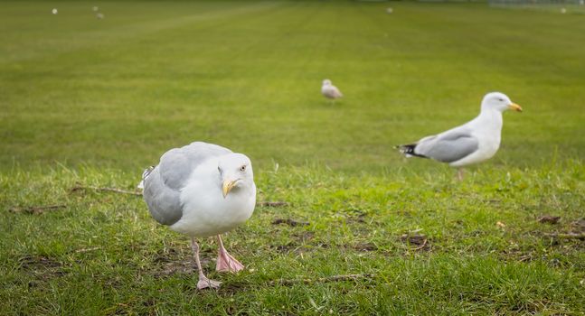 Gulls wandering on the lawn in Dublin, Irland in winter day