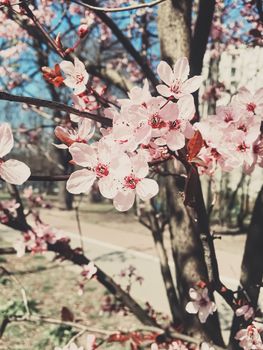 Vintage background of apple tree flowers bloom, floral blossom in sunny spring