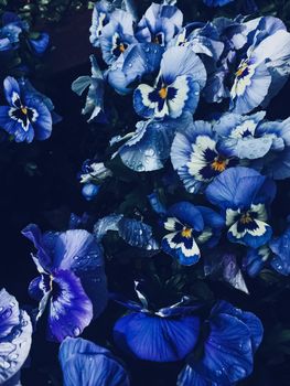 Blue flower on dark background, floral and nature concept