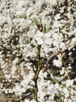 Blooming apple tree flowers in spring as floral background, nature and agriculture