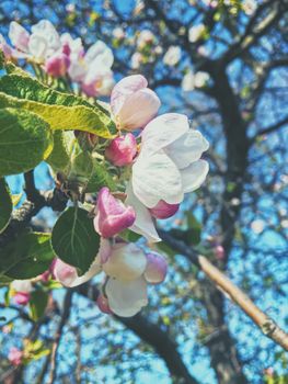 Blooming apple tree flowers in spring as floral background, nature and agriculture