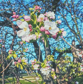 Blooming apple tree flowers in spring as floral background, nature and agriculture