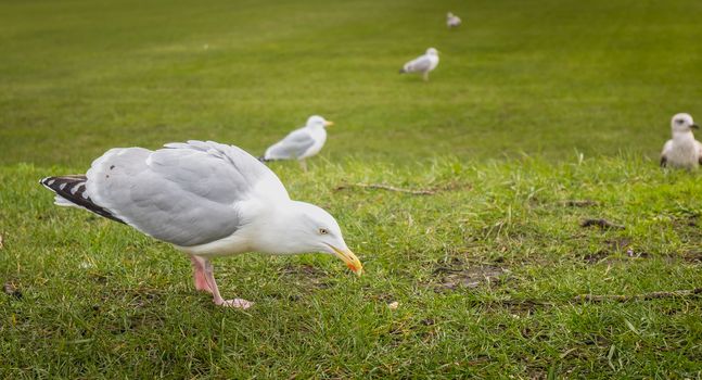 Gulls wandering on the lawn in Dublin, Irland in winter day