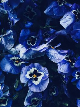 Blue flower on dark background, floral and nature concept