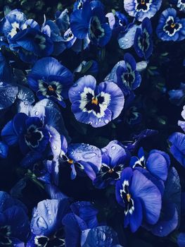 Blue flower on dark background, floral and nature concept