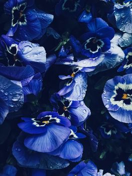 Blue flower on dark background, floral and nature concept