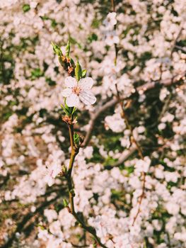 Blooming apple tree flowers in spring as floral background, nature and agriculture