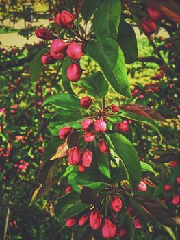 Red berries on tree at sunset in spring, nature and agriculture