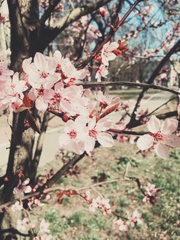 Vintage background of apple tree flowers bloom, floral blossom in sunny spring