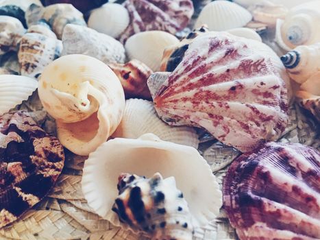 Seashells as summer coastal background, nature and travel concept