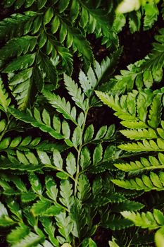 Tropical plant leaves in garden as botanical background, nature and environment close-up