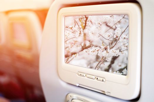 Aircraft monitor in front of passenger seat showing Little bird in sakura, Kyoto, Japan