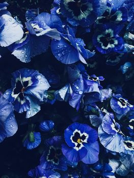 Blue flower on dark background, floral and nature concept