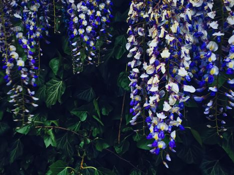 Blue wisteria flowers and leaves in botanical garden as floral background, nature and flowering scenery