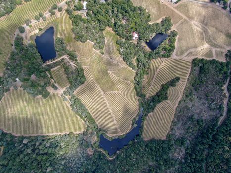 Aerial top view of Napa Valley vineyard landscape during summer season. Napa County, in California's Wine Country.