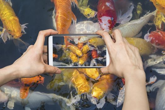 Taking pictures on mobile smart phone Colorful fancy carp fish, koi fish