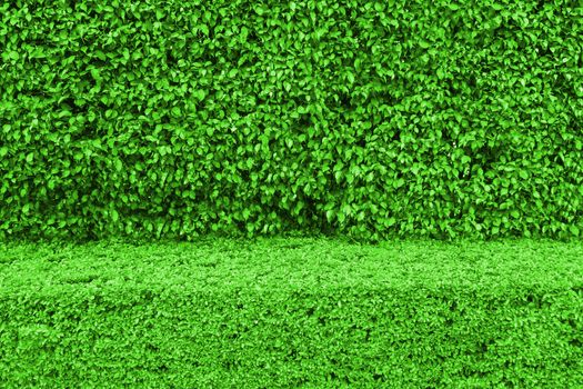 Natural green leaf wall and Texture background