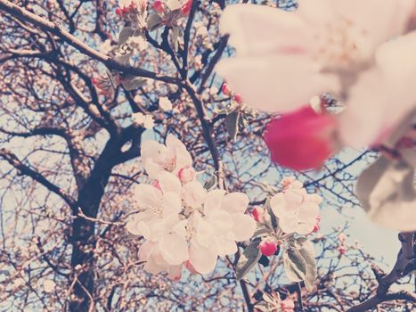 Blooming apple tree flowers in spring as floral background, nature and agriculture