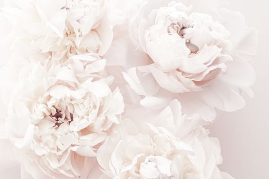 Pastel peony flowers in bloom as floral art background, wedding decor and luxury branding design