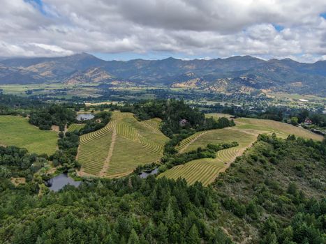 Aerial view of Napa Valley vineyard landscape during summer season. Napa County, in California's Wine Country.