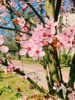 Apple tree flowers bloom, floral blossom in sunny spring