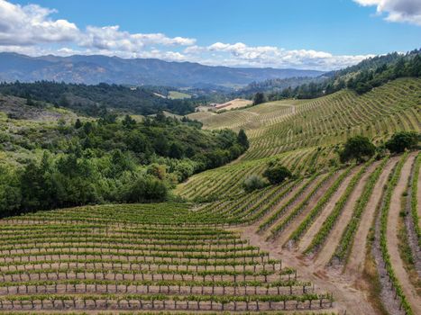 Aerial view of Napa Valley vineyard landscape during summer season. Napa County, in California's Wine Country.