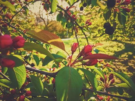 Red berries on tree at sunset in spring, nature and agriculture