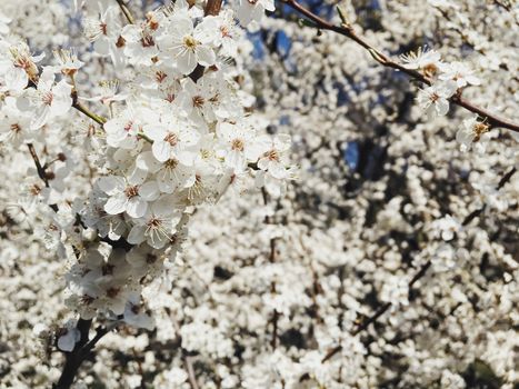 Blooming apple tree flowers in spring as floral background, nature and agriculture