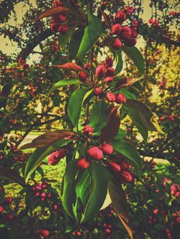 Red berries on tree at sunset in spring, nature and agriculture