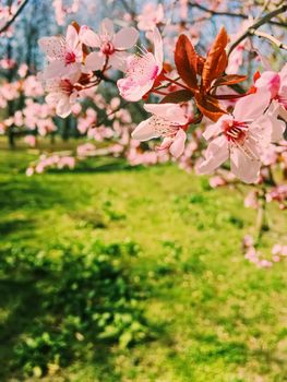 Apple tree flowers bloom, floral blossom in sunny spring