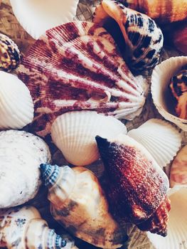 Seashells as summer coastal background, nature and travel concept