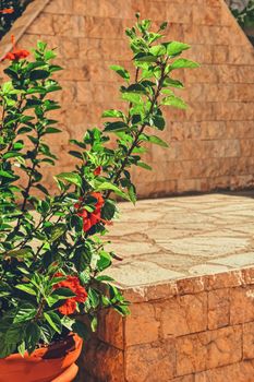 Plant in a pot in an ancient town in summer, nature and floral