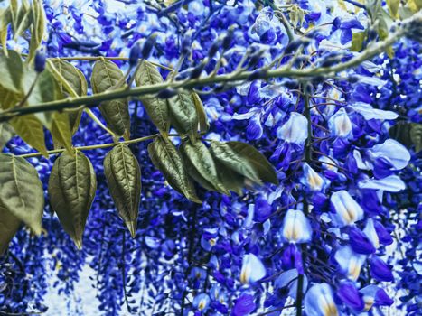 Blue wisteria flowers and leaves in botanical garden as floral background, nature and flowering scenery