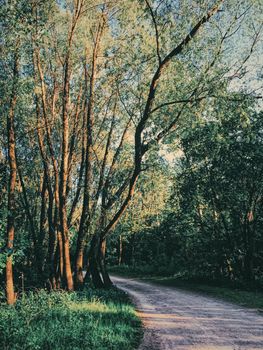 Mystery woods as wilderness landscape, amazing trees in green forest, nature and environment scenery