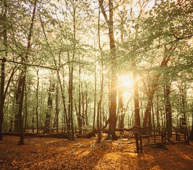 Spring forest landscape at sunset or sunrise, nature and environment