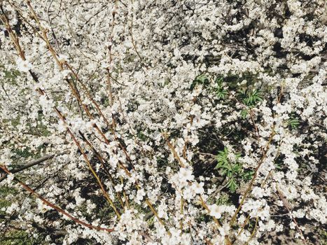 Blooming apple tree flowers in spring as floral background, nature and agriculture