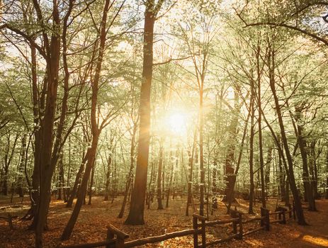 Spring forest landscape at sunset or sunrise, nature and environment