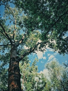 Mystery woods as wilderness landscape, amazing trees in green forest, nature and environment scenery